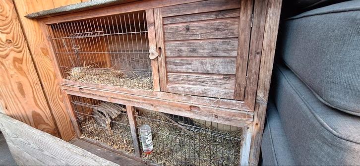 Hierbij verkoop ik mijn 2 cavia's en het caviahok., Dieren en Toebehoren, Knaagdieren, Mannelijk, Cavia, Januari, Tam