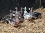 Mooi gekleurde jonge Hollandse kwakers, Dieren en Toebehoren, Pluimvee, Geslacht onbekend, Eend