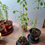 Dorstenia Hildebrandti   caudex  plant 30 tot 40 cm, Ophalen of Verzenden, Zomer, Overige soorten, Volle zon