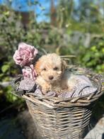🤎🩷hele kleine F1 maltipoo teefjes 🩷🤎, Dieren en Toebehoren, Overige rassen, CDV (hondenziekte), 8 tot 15 weken, Teef