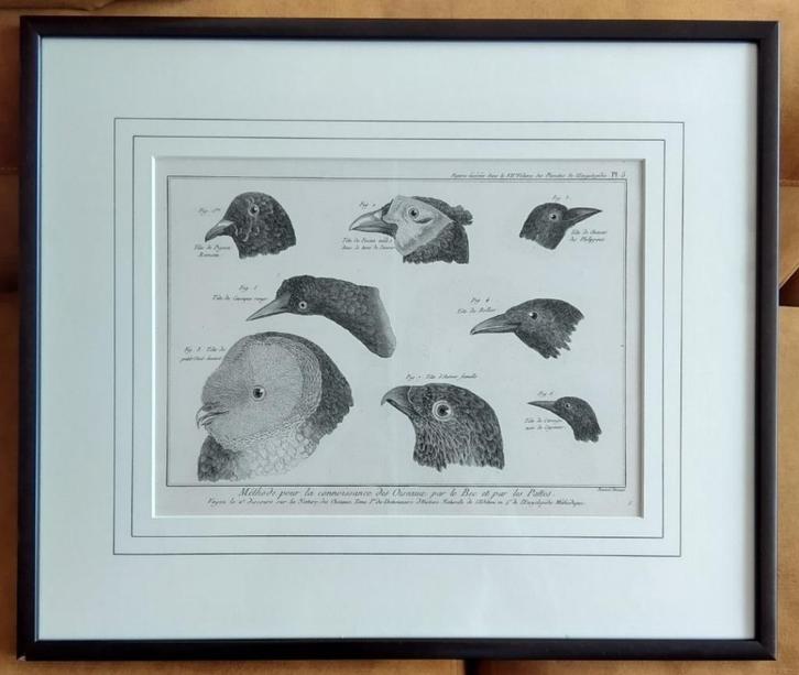 "Méthode pour la connoissance des Oiseaux par le Bec et par, Antiek en Kunst, Kunst | Litho's en Zeefdrukken, Ophalen of Verzenden