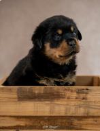Rottweiler teefjes beschikbaar, Dieren en Toebehoren, 8 tot 15 weken, Teef, Meerdere, Nederland