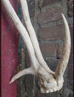 Zwaar misvormd Damhert gewei misgroei abnorm hert herten, Ophalen of Verzenden, Zo goed als nieuw, Hert, Gewei of Kop
