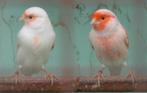 Rood Mozaïek Kanaries, Dieren en Toebehoren, Vogels | Kanaries, Meerdere dieren, Kleurkanarie