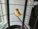 Twee Gloster kanaries - geboren 27 mei 2025, Dieren en Toebehoren, Vogels | Kanaries, Geslacht onbekend