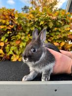 Te koop: 3 lieve jonge konijnen, Dieren en Toebehoren, Meerdere dieren, Middelgroot, 0 tot 2 jaar