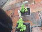 Stekken van de mojito munt, Tuin en Terras, Planten | Tuinplanten, Ophalen, Zomer, Kruiden, Volle zon