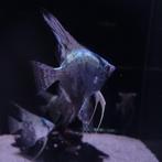 Maanvis pinoi - Pterophyllum scalare, Vis, Zoetwatervis, Schoolvis