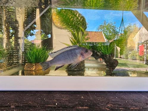 Malawi cichlide "Metriaclima callainos" man, Dieren en Toebehoren, Vissen | Aquariumvissen, Zoetwatervis, Vis