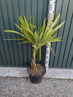 Partij van 12 Trachycarpus Fortunei 60-80 centimeter palmen, Ophalen, Overige soorten, Halfschaduw