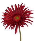 GERBERA - KUNST - ROOD