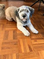 Ter adoptie, Rabiës (hondsdolheid), Reu, 1 tot 2 jaar, Eén hond