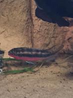 Kersenbuiken, Ophalen