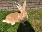 Vlaamse reuzen, Dieren en Toebehoren, Konijnen, Mannelijk, Groot, 0 tot 2 jaar