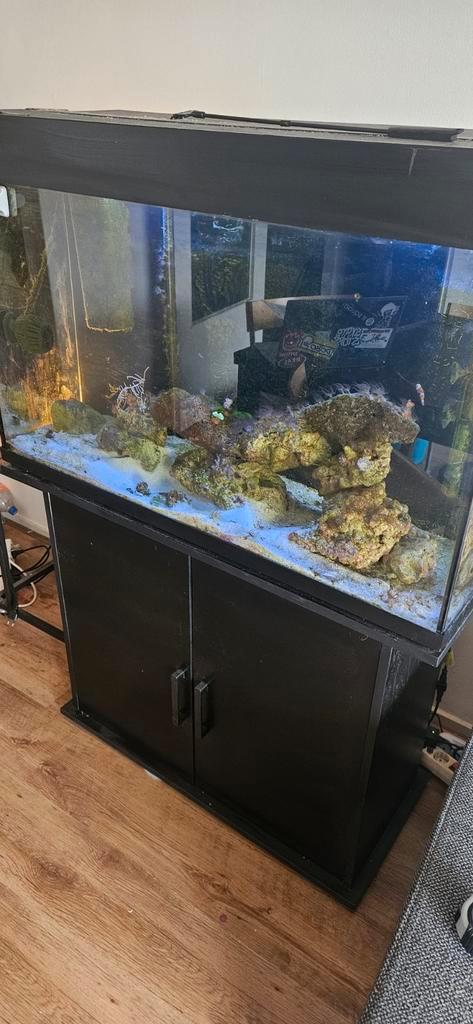 Zoutwater aquarium, Dieren en Toebehoren, Vissen | Aquaria en Toebehoren, Gebruikt, Gevuld zeewateraquarium, Ophalen of Verzenden