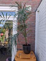 Palm Plant in pot Phoenix Reclinata palm, Ophalen, 100 tot 150 cm, Palm, Halfschaduw