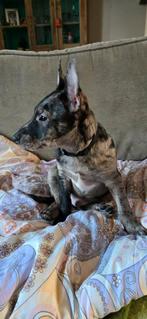 Mooie puppy is kruising tussen een bullterrier en pomsky, 8 tot 15 weken, Meerdere, Meerdere dieren, Parvo