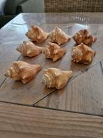 Melongena Pugilina schelpen, Ophalen of Verzenden, Schelp(en)