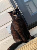 zwarte, gele ogen, Dieren en Toebehoren, Katten en Kittens | Overige Katten, Kater