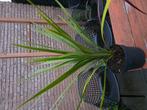 cordyline australis, Tuin en Terras, Planten | Tuinplanten, Ophalen, Overige soorten, Volle zon