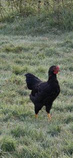 Wyandotte kriel haantje, Dieren en Toebehoren, Pluimvee, Mannelijk, Kip