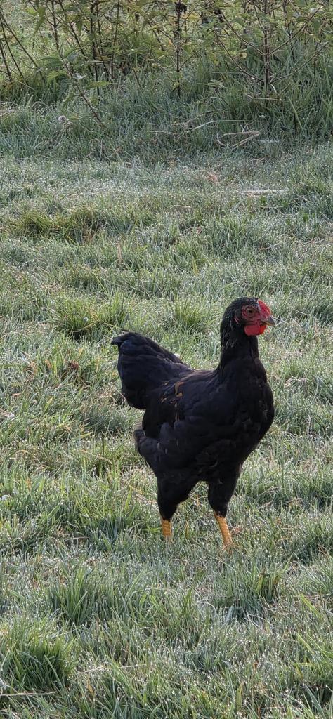 Wyandotte kriel haantje, Dieren en Toebehoren, Pluimvee, Kip, Mannelijk