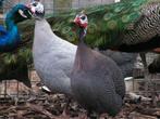 Parelhoenders | Jonge dieren | Passend advies, Dieren en Toebehoren, Meerdere dieren, Overige soorten