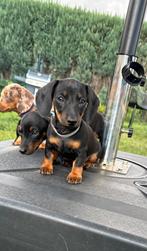 Dwerg teckels pups teckel pup pups, Dieren en Toebehoren, Honden | Teckels en Dashonden, Rabiës (hondsdolheid), Reu, 8 tot 15 weken