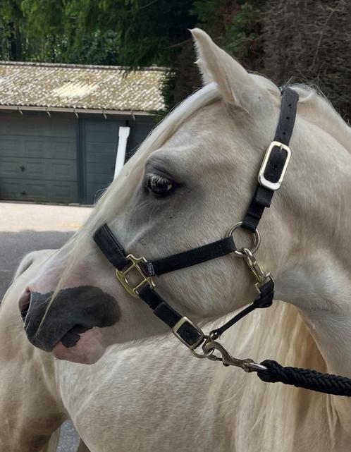 Palomino A-welsh, Dieren en Toebehoren, Pony's, Hengst, Onbeleerd, A pony (tot 1.17m), Dressuurpony, 3 tot 6 jaar, Met stamboom