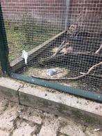 Diamantduif, Dieren en Toebehoren, Vogels | Overige Vogels, Meerdere dieren