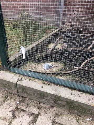 Diamantduif beschikbaar voor biedingen