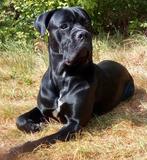 Cane corso DEKREU beschikbaar, Dieren en Toebehoren, Rabiës (hondsdolheid), Eén hond, 3 tot 5 jaar, Nederland