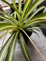 Prachtige grote graslelie met veel stekjes, Ophalen of Verzenden, Vaste plant, Siergrassen, Halfschaduw