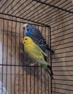 Stelletje grasparkieten, Dieren en Toebehoren, Meerdere dieren, Parkiet