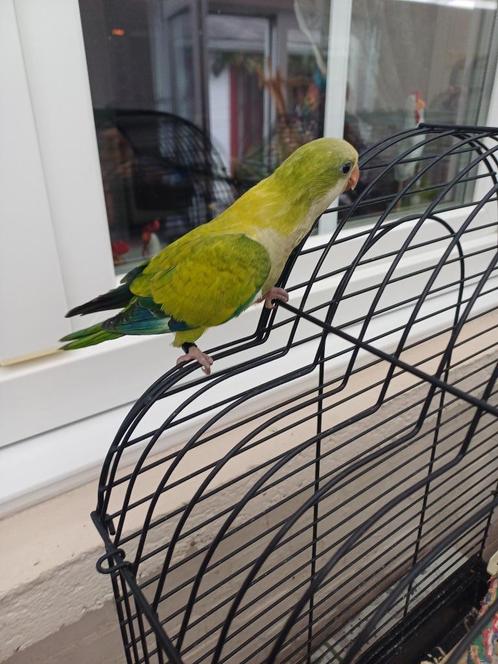 muis of monniksparkiet, Dieren en Toebehoren, Vogels | Parkieten en Papegaaien, Parkiet, Vrouwelijk, Tam, Geringd
