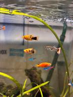 div kleuren plaatjes, Dieren en Toebehoren, Vissen | Aquariumvissen, Vis, Schoolvis
