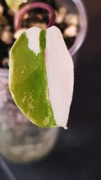 Alocasia Macrorrhiza Black Stem variegata, Huis en Inrichting, Kamerplanten, Ophalen of Verzenden, Halfschaduw, Minder dan 100 cm