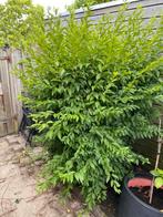 Forsythia +/- 150 cm, Tuin en Terras, Planten | Struiken en Hagen, Ophalen, Overige soorten, Struik, 100 tot 250 cm