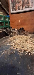 Super leuke orpington kuikentjes, Geslacht onbekend, Kip