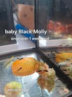 Black Molly baby's, Dieren en Toebehoren, Vis