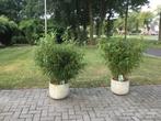 Fargesia Robusta Formidable ,niet woekerende bamboe!!!, Ophalen, Bamboe, Haag, 250 cm of meer