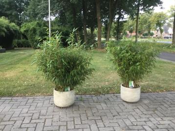 Fargesia Robusta Formidable ,niet woekerende bamboe!!! beschikbaar voor biedingen