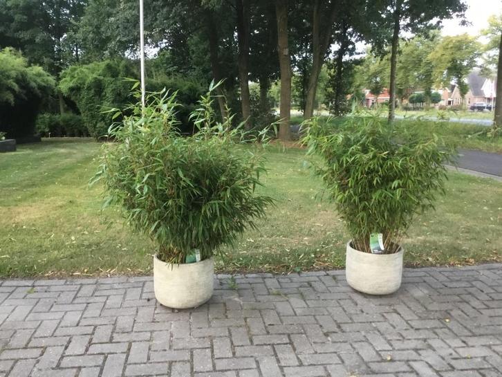 Fargesia Robusta Formidable ,niet woekerende bamboe!!!, Tuin en Terras, Planten | Struiken en Hagen, Haag, Bamboe, 250 cm of meer