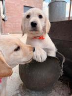 Labrador x labradoodle, Rabiës (hondsdolheid), 8 tot 15 weken, Teef, Eén hond