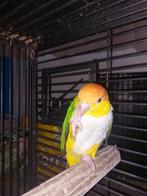 Tamme roestkop caique pop, Vrouwelijk, Papegaai