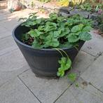 Aardbeienplanten in Kuip, Tuin en Terras, Tuin, Kunststof, Gebruikt, Minder dan 60 cm