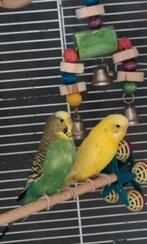 Gratis parkieten+kooi, Dieren en Toebehoren, Vogels | Parkieten en Papegaaien, Meerdere dieren, Parkiet