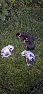 Super lieve jonge Nederlandse Hangoordwergjes. NHD dwerg, Dieren en Toebehoren, Konijnen, Meerdere dieren, Dwerg, Hangoor, 0 tot 2 jaar