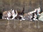 Schattige poesjes (6 stuks) – beschikbaar vanaf 13 september, Dieren en Toebehoren, Poes, Ontwormd, 0 tot 2 jaar