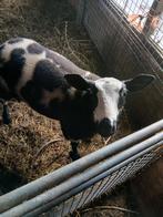 Een mooie bonte dekram te koop, Dieren en Toebehoren, Schapen, Geiten en Varkens, Mannelijk, Schaap, 0 tot 2 jaar